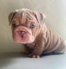 Photo №1. english bulldog - for sale in the city of Bilbao | 423$ | Announcement № 126712