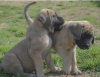 Photo №1. bullmastiff - for sale in the city of Stockholm | negotiated | Announcement № 96303