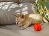 Photo №2 to announcement № 111112 for the sale of bengal cat - buy in United States breeder