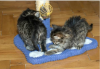 Photo №1. maine coon - for sale in the city of Stockholm | negotiated | Announcement № 96284