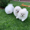 Photo №1. pomeranian - for sale in the city of Berlin | negotiated | Announcement № 68778