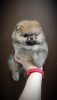 Photo №1. pomeranian - for sale in the city of Minsk | 250$ | Announcement № 90713
