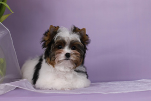Photo №3. Ready for sale pedigree, very beautiful puppies biver york. Belarus