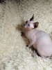 Photo №1. sphynx-katze - for sale in the city of Lipetsk | 946$ | Announcement № 8778