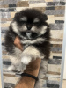 Photo №1. pomeranian - for sale in the city of Нови Сад | 528$ | Announcement № 107041