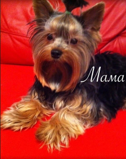 Photo №4. I will sell yorkshire terrier in the city of St. Petersburg. private announcement - price - 728$