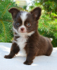 Photo №4. I will sell chihuahua in the city of Москва. private announcement, breeder - price - negotiated