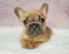 Photo №1. french bulldog - for sale in the city of Florence | 634$ | Announcement № 99436
