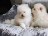 Photo №3. Healthy Pomeranian puppies for sale. Germany