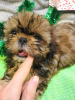 Photo №4. I will sell  in the city of Daugavpils. private announcement, breeder - price - 520$