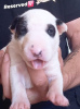 Additional photos: Standard bull terrier puppies