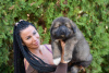 Additional photos: Caucasian Shepherd Dog puppies