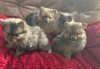 Photo №1. pomeranian - for sale in the city of Albany | negotiated | Announcement № 92716