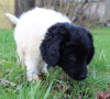 Photo №4. I will sell german longhaired pointer in the city of Gliwice. private announcement - price - 1902$