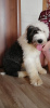 Photo №4. I will sell poodle (royal) in the city of Izhevsk. from nursery - price - 405$