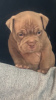Photo №3. lovely and friendly males and females Pocket bully ready for a new home, contact. Canada