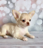 Photo №4. I will sell chihuahua in the city of Munich.  - price - 269$