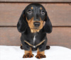 Photo №1. dachshund - for sale in the city of Chicago | 500$ | Announcement № 103799