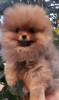 Photo №3. Pomeranian Spitz puppies. Serbia