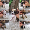 Photo №1. american pit bull terrier - for sale in the city of Kharkov | negotiated | Announcement № 13375