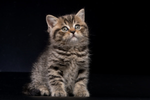 Additional photos: British kittens - chic girl black spot