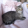 Additional photos: Charming striped kitten Lyolik is looking for a home and a loving family!