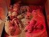 Photo №1. dalmatian dog - for sale in the city of Bönningstedt | 613$ | Announcement № 98896