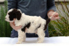 Additional photos: Lagotto Romagnolo, male puppies