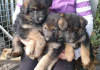 Photo №1. german shepherd - for sale in the city of Stavropol | 672$ | Announcement № 10572