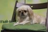 Photo №2 to announcement № 105369 for the sale of pekingese - buy in Germany breeder