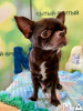 Photo №4. I will sell chihuahua in the city of Munich. private announcement, breeder - price - 317$