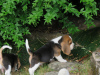 Photo №4. I will sell beagle in the city of Helsinki.  - price - 300$