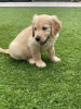 Photo №3. Beautiful golden retriever for free adoption. Germany