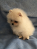 Photo №4. I will sell pomeranian in the city of Уэксфорд. private announcement - price - 1585$