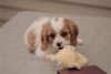 Photo №1. cavalier king charles spaniel - for sale in the city of Wyoming | negotiated | Announcement № 110071