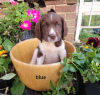 Photo №1. english springer spaniel - for sale in the city of Berlin | Is free | Announcement № 126932