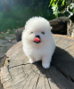 Photo №1. poodle (toy) - for sale in the city of Helsinki | negotiated | Announcement № 118950