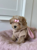 Additional photos: Maltipoo F1