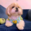 Photo №2 to announcement № 99291 for the sale of shih tzu - buy in United States breeder