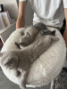 Photo №3. Exc British Shorthair kittens available. Germany