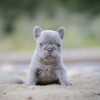 Photo №1. french bulldog - for sale in the city of Бохум | negotiated | Announcement № 64578