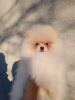 Additional photos: Spitz Pomeranian