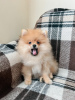 Photo №4. I will sell pomeranian in the city of Tbilisi. private announcement - price - 700$