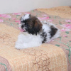 Photo №3. Shih tzu. United States