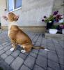 Photo №1. american staffordshire terrier - for sale in the city of St. Petersburg | 456$ | Announcement № 60154