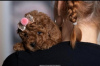 Photo №1. poodle (toy) - for sale in the city of Бачка-Паланка | negotiated | Announcement № 119902