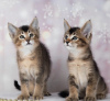 Photo №4. I will sell caracal in the city of Москва. breeder - price - 1585$