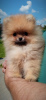 Photo №2 to announcement № 20099 for the sale of pomeranian - buy in France private announcement