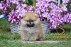 Photo №2 to announcement № 99356 for the sale of pomeranian - buy in Serbia 