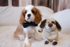 Photo №3. Puppies Cavalier King Charles Spaniel. Estonia